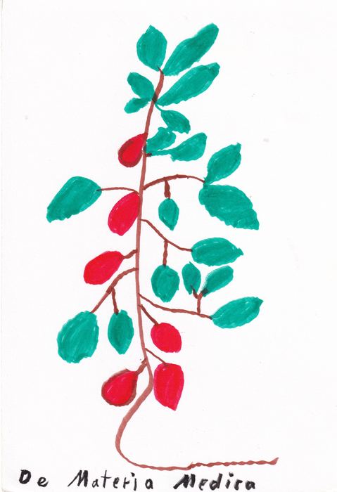 Pflanze mit roten Früchten, De Materia Medica